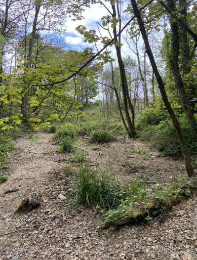 Woodland access route at Midgey Gill