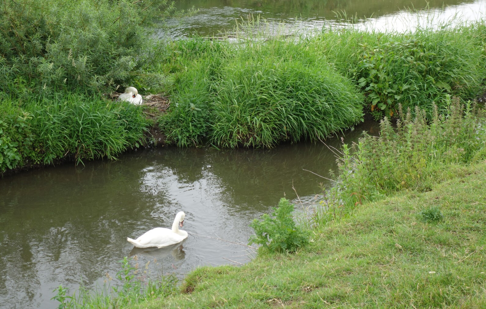 Wildlife at Woodhouse Washlands Nature Reserve